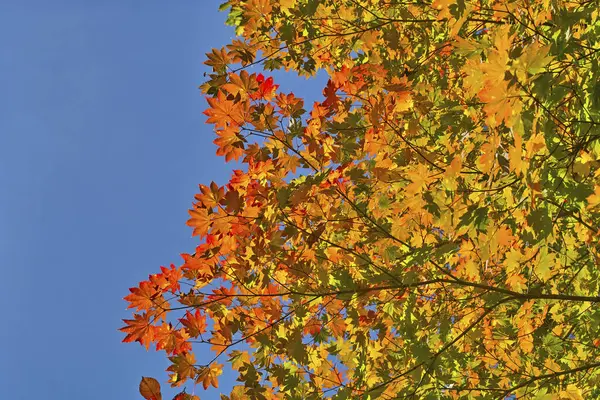 Φθινοπωρινό Φύλλωμα Σφενδάμου Φθινοπωρινή — Φωτογραφία Αρχείου