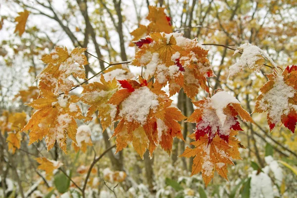 Hermoso Bosque Otoño Con Árboles Cubiertos Nieve —  Fotos de Stock
