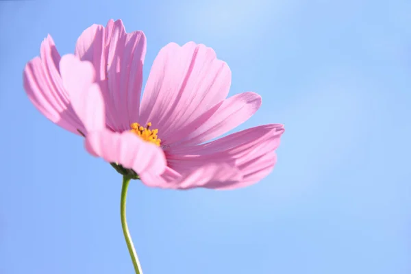 青い空に美しいピンクのコスモスの花 — ストック写真