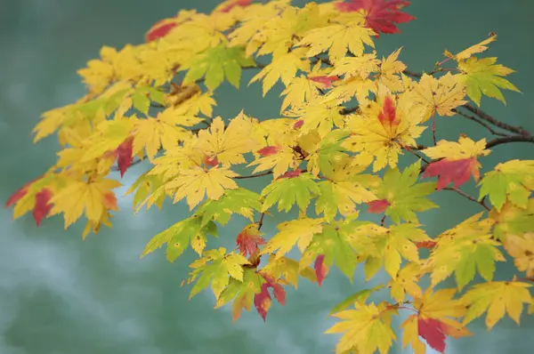 Πολύχρωμα Φθινοπωρινά Φύλλα Στα Δέντρα Φθινοπωρινή Εποχή — Φωτογραφία Αρχείου