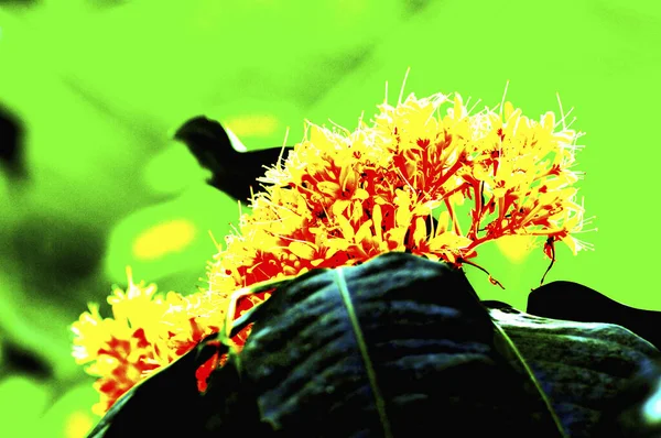 Tropikalny Kwiat Stylu Pop Art — Zdjęcie stockowe