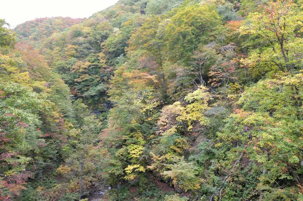 Ormandaki ağaçlarla dolu güzel sonbahar manzarası 