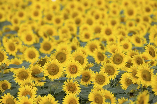 Gebied Van Bloeiende Zonnebloemen Tegen Blauwe Lucht — Stockfoto