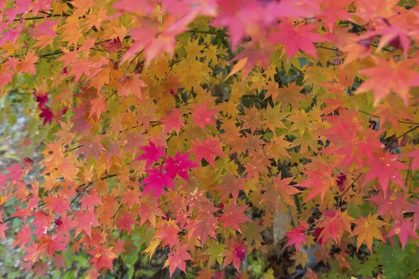 Όμορφο Πολύχρωμο Σφενδάμι Την Εποχή Του Φθινοπώρου — Φωτογραφία Αρχείου
