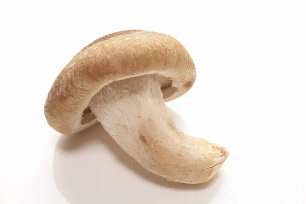 新鲜有机蘑菇的特写镜头 — 图库照片