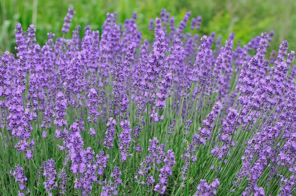 beautiful lavender flowers in the garden. lavender. lavender. lavender in lavender field.