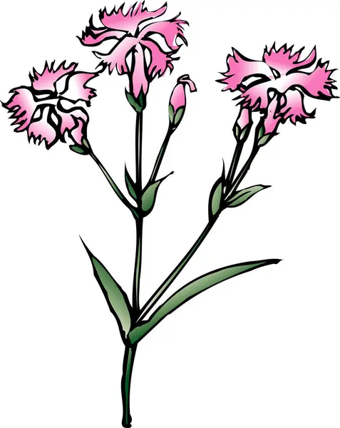 Handritad Blommor Isolerad Vit Bakgrund — Stockfoto