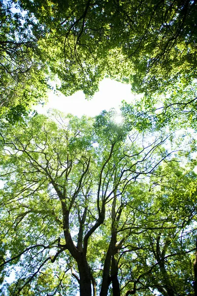 Alacsony Szög Kilátás Zöld Fák Erdőben Növény Természet — Stock Fotó