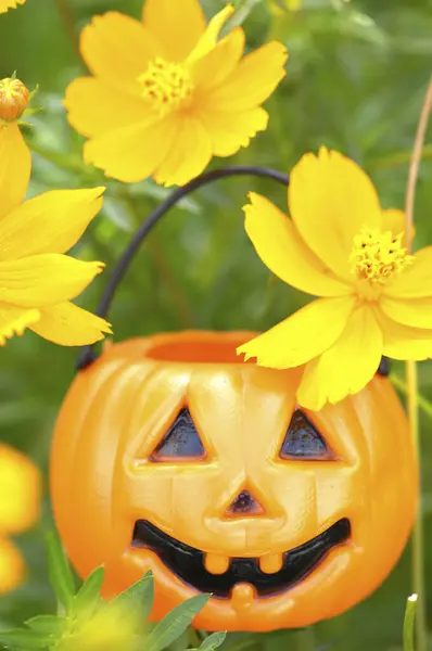 Cadılar Bayramı Süslemeleri Sarı Kabaklar Çimlerin Üzerinde Çiçekler — Stok fotoğraf