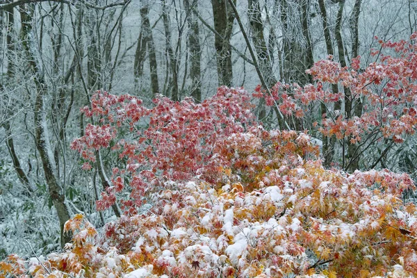 Árvores Cobertas Neve Floresta — Fotografia de Stock