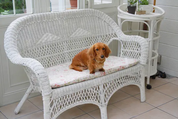 Χαριτωμένο Σκυλί Dachshund Κάθεται Στην Καρέκλα Στο Δωμάτιο — Φωτογραφία Αρχείου