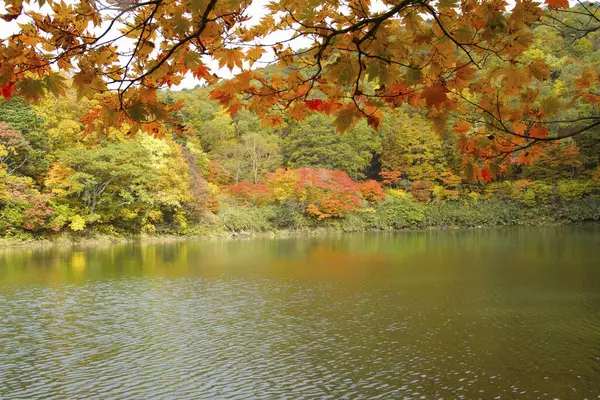 Красивые Осенние Пейзажи Парке — стоковое фото