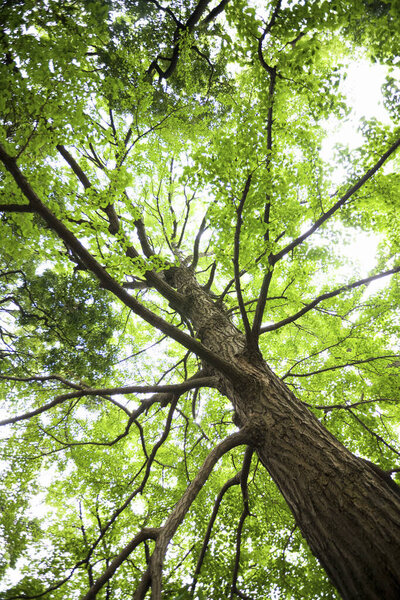 красивые зеленые деревья в лесу     