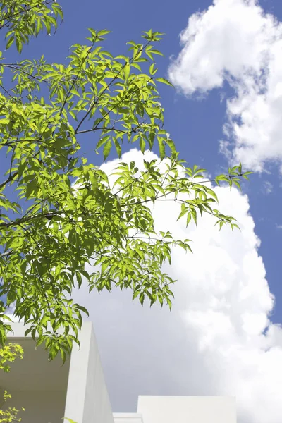 Mooie Groene Bladeren Achtergrond Van Blauwe Lucht — Stockfoto