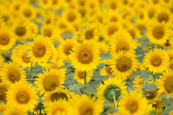 Gebied Van Bloeiende Zonnebloemen Tegen Blauwe Lucht — Stockfoto