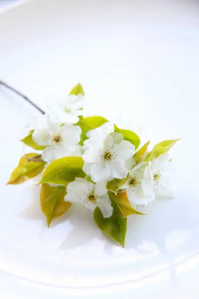 白いジャスミンの花の皿 — ストック写真