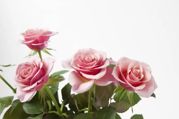 Růžové Růže Bílém Stole — Stock fotografie