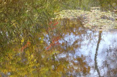 Ormandaki nehrin güzel manzarası