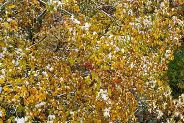 Karla kaplı ağaçlarla kaplı sonbahar ormanı       