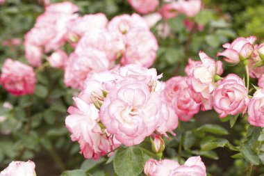 Bahçede güzel pembe bir gül