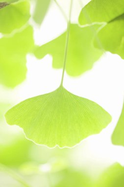 Ormandaki taze yeşil yaprakların yakın görüntüsü.      