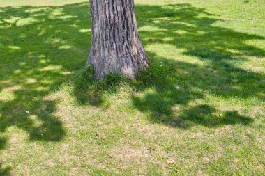 ağaç ve yeşil çimen dokusu