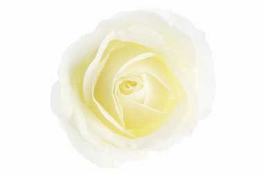 Beyaz arkaplanda gül çiçeği 