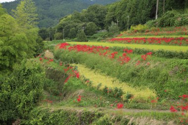 Bahçedeki güzel çiçekler