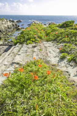 Manzaralı deniz kıyısında kayalarda yetişen güzel çiçekler.