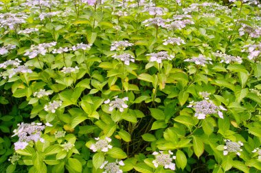 Bahçedeki çimlerin üzerinde mavi çiçekler.