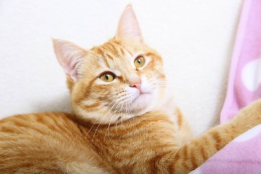 Tatlı kırmızı kedi yerde dinleniyor, yakın plan.