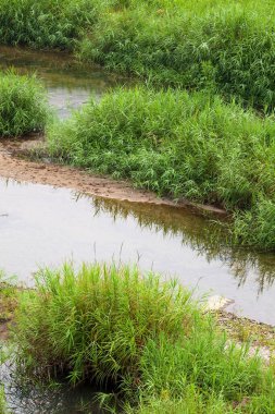 Nehir kenarındaki çimenler doğa arka planında