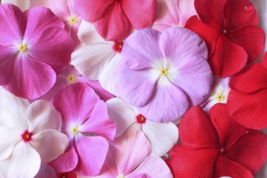 Su damlacıklı bir demet çiçek.