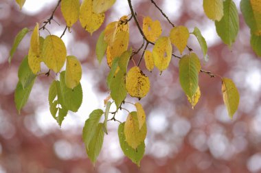 Ormanda sonbahar yaprakları
