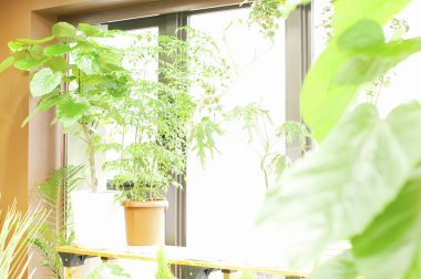 Pencere pervazında yeşil bir bitki.