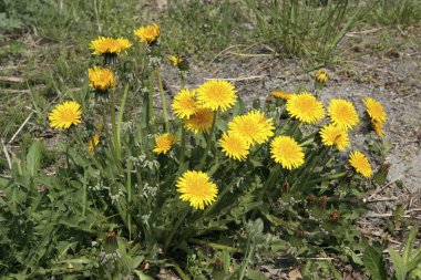 Bahçede yetişen sarı çiçekler