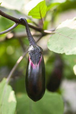 Organik sebze bahçesinde yetişen olgun patlıcanların yakın çekimi.     