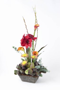 Çiçek saksısındaki bir çiçeğin yakın plan fotoğrafı beyaz arka planda izole edilmiş.