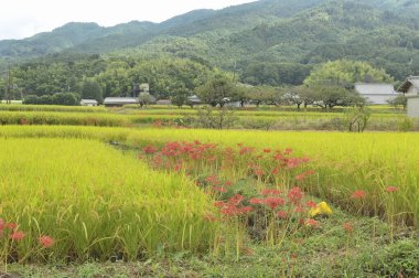 Japonya 'da çiçek açan çiçek kümeleri.
