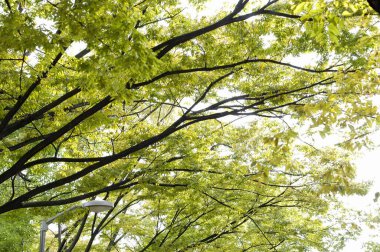 Ormandaki yeşil ağaç