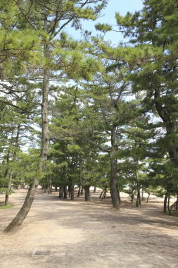 Yeşil çam ağaçları olan ormanın güzel manzarası      