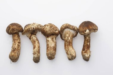 Beyaz arka planda taze organik mantarların yakın plan görüntüsü              