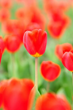 Parktaki güzel laleler tarlası