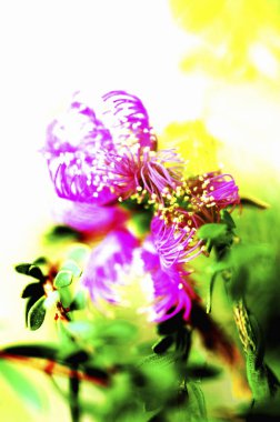 Renkli çiçeklerle soyut arkaplan