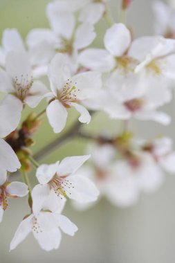 Güzel çiçek açan ağaç, dallardaki çiçeklere yakın.