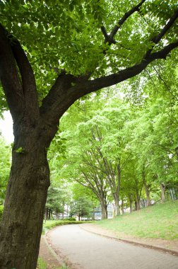 Parkta ağaçlar ve çimenler var..