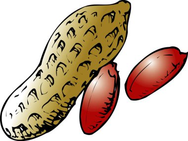 İki kahverengi tohumun yanında fıstık kabuğu var.