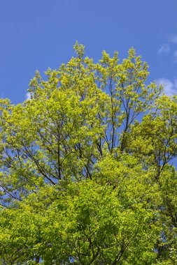 Mavi gökyüzünün üstündeki yeşil ağaçlar 