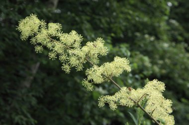 Çiçeklerin açtığı manzarayı kapat