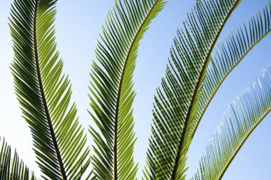 Gökyüzü arka planında yeşil palmiye yaprakları